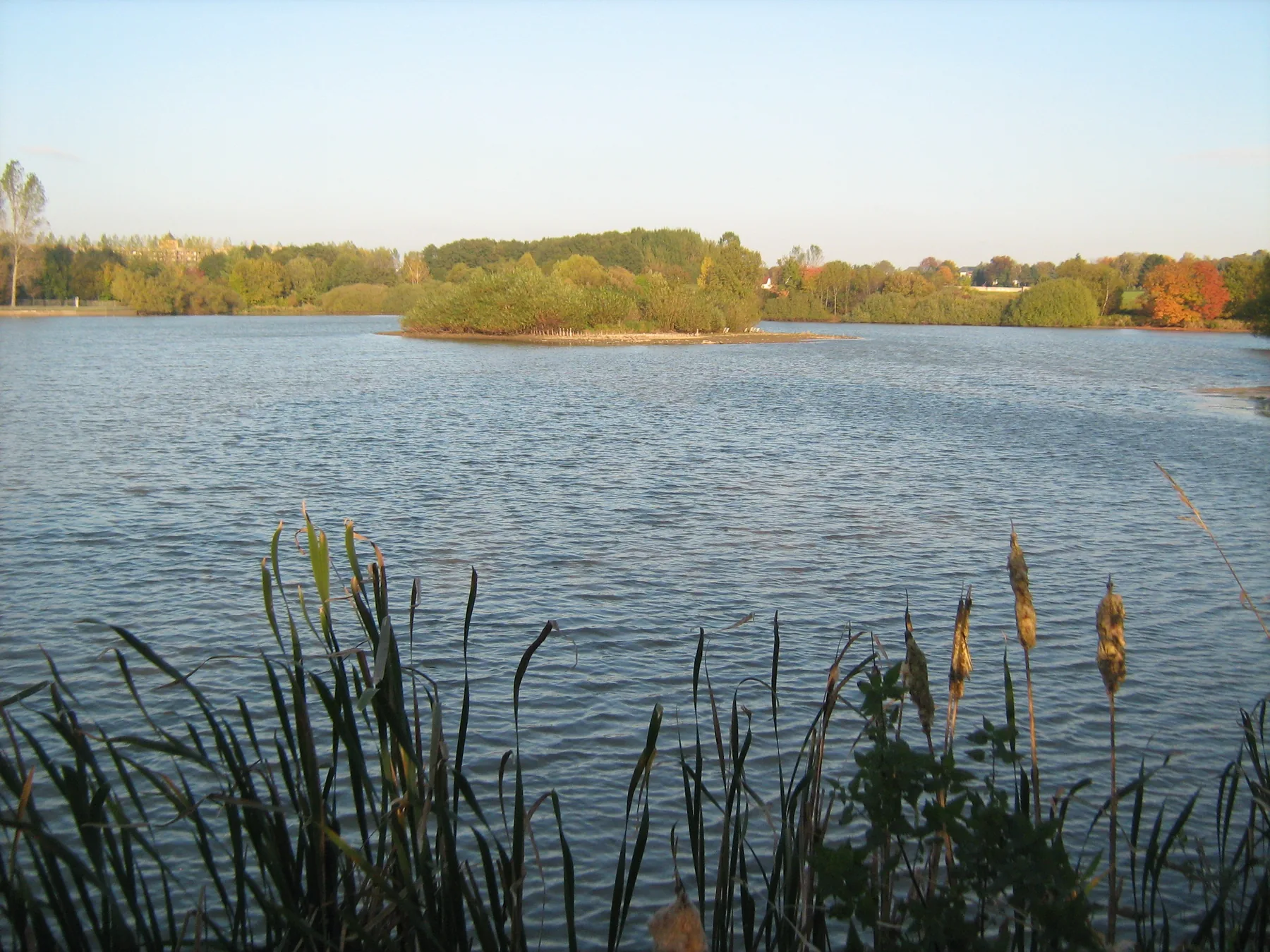Schilfgürtel am Ufer des Großen Teichs im Herbstlicht