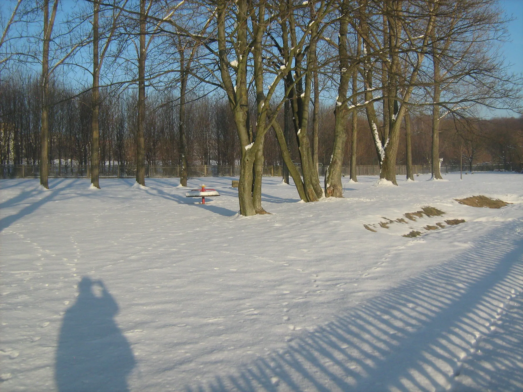 Baumreihe im Schnee mit langen Schatten am Vormittag