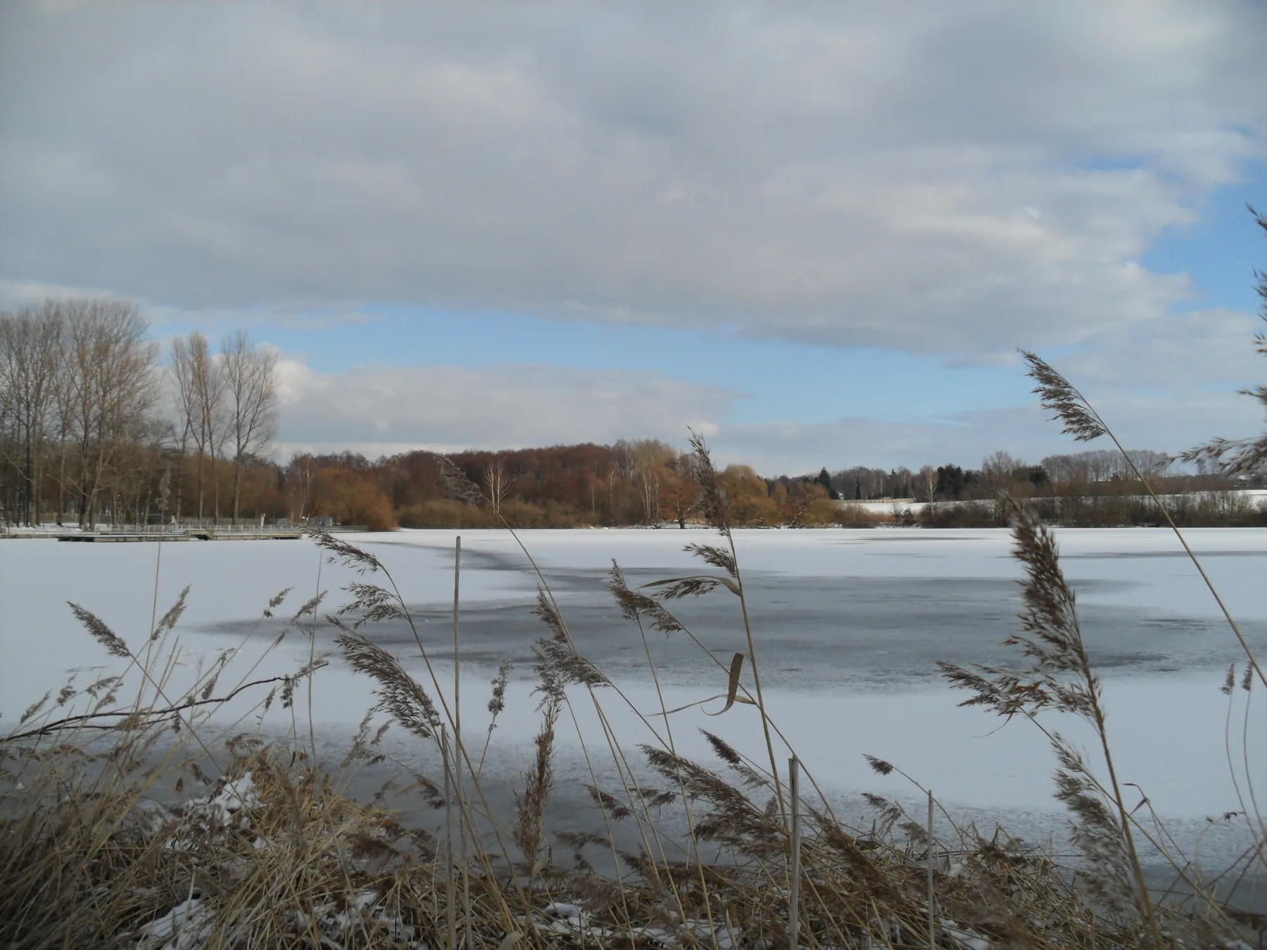 Schilf am zugefrorenen Teich unter Wolkenhimmel
